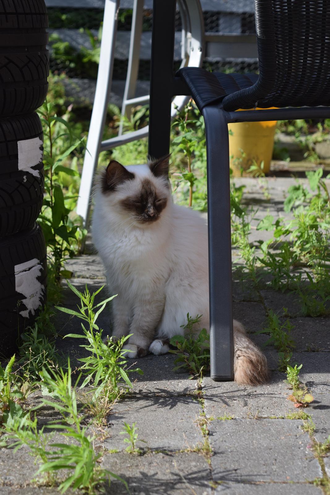 Hellig Birma Mischa - 24. juni 2014 billede 20