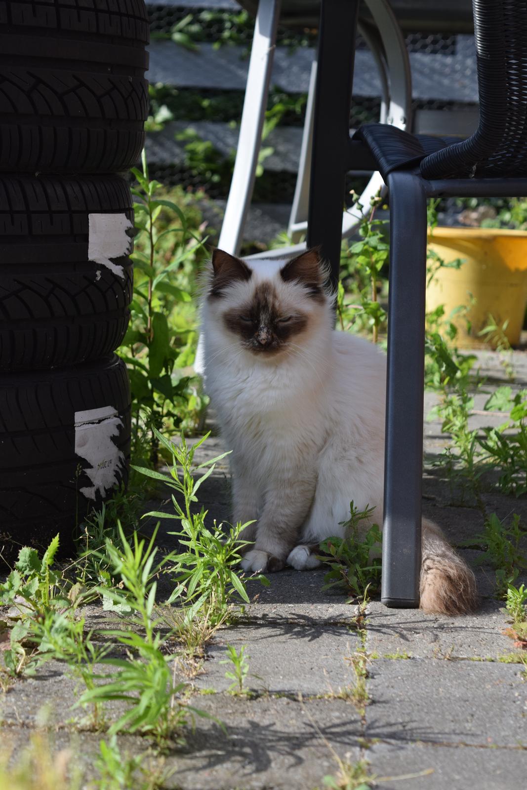 Hellig Birma Mischa - 24. juni 2014 billede 21