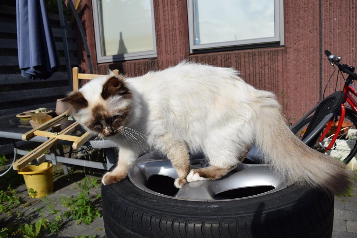 Hellig Birma Mischa - 24. juni 2014 billede 22