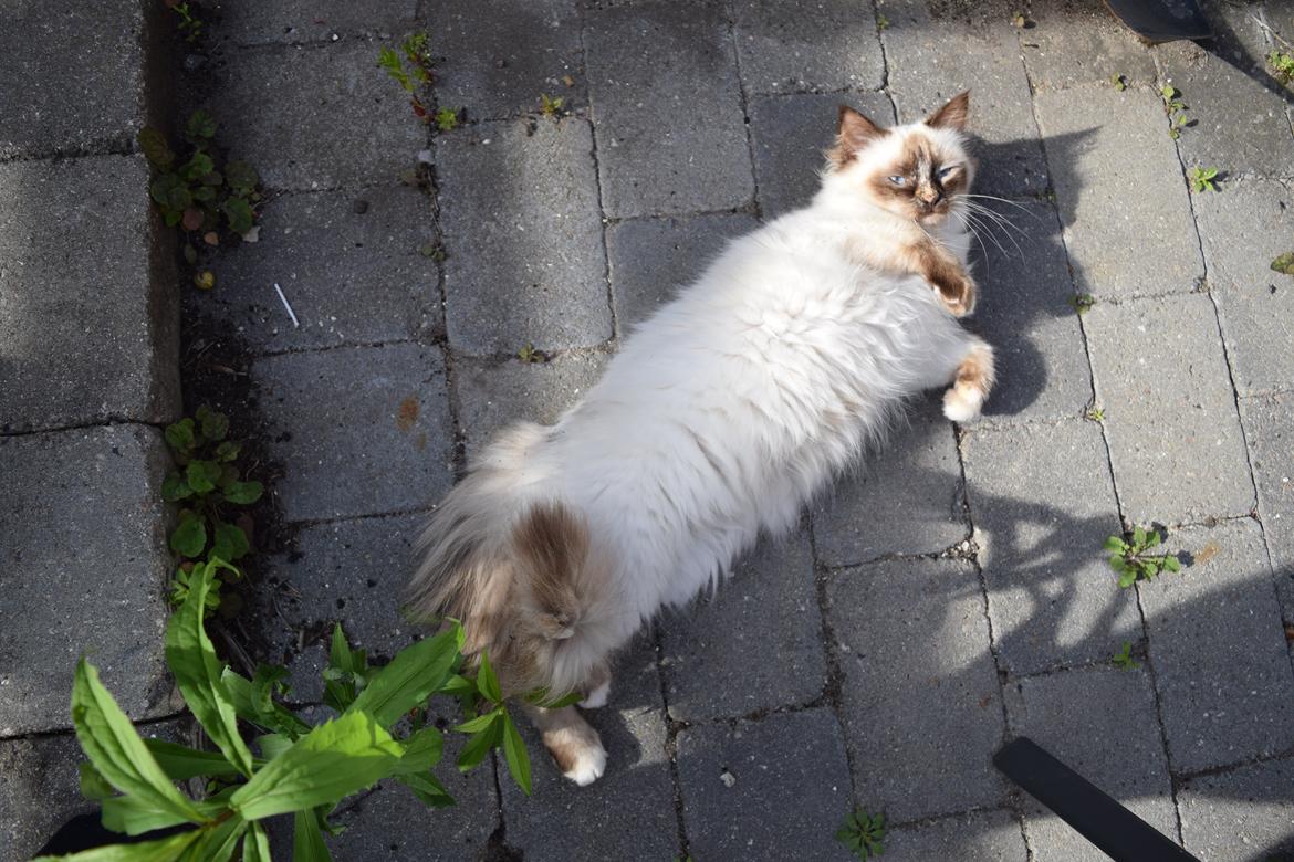 Hellig Birma Mischa - 24. juni 2014 billede 23