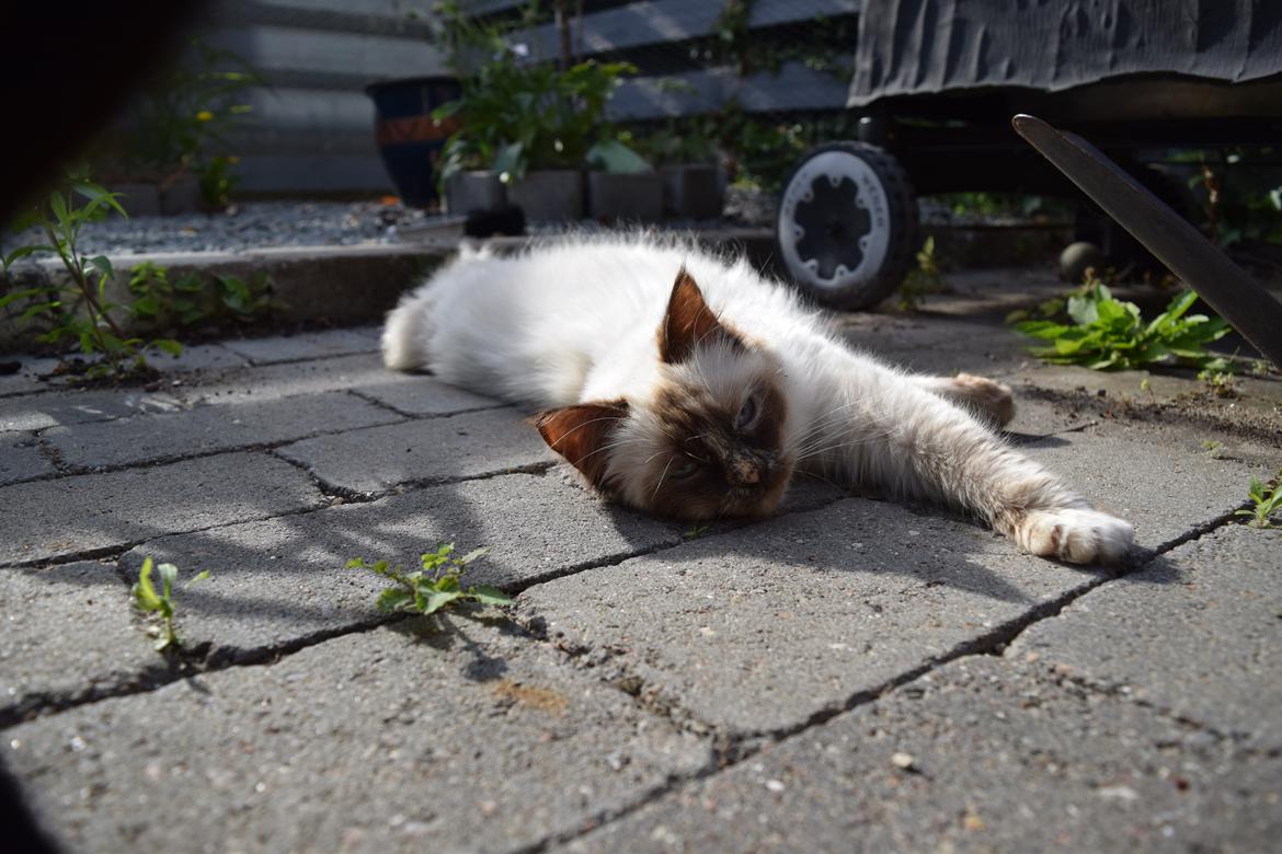 Hellig Birma Mischa - 24. juni 2014 billede 24