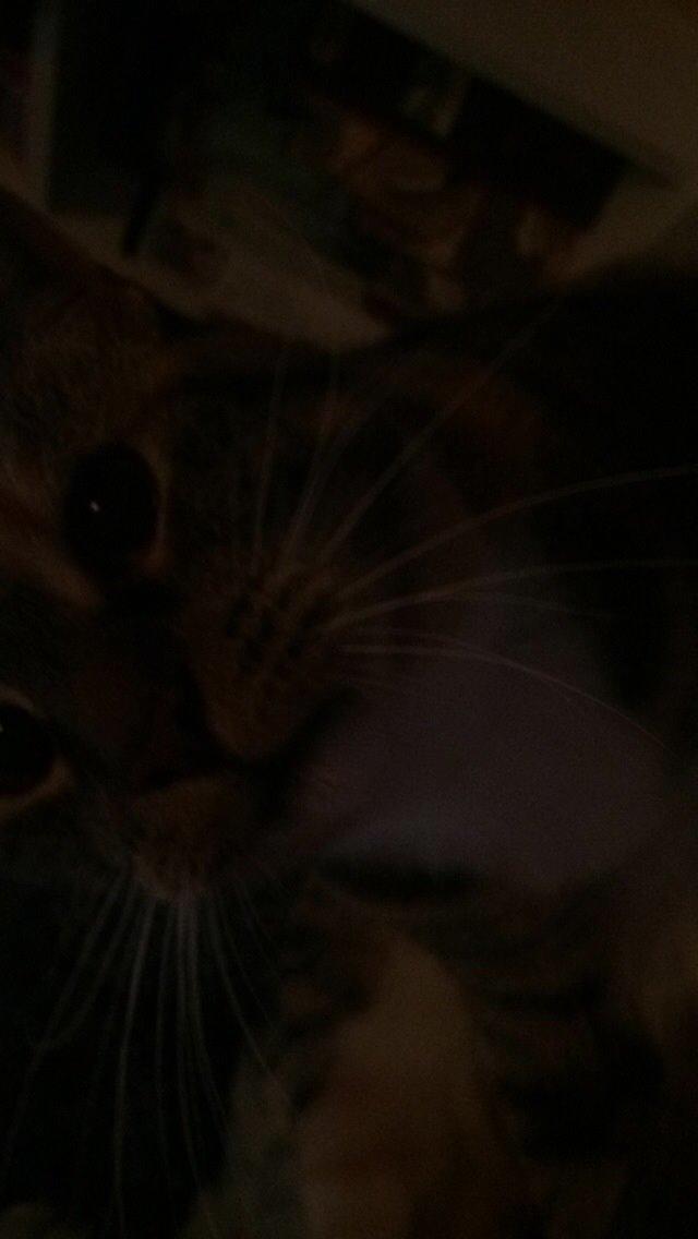 Huskat freja billede 23