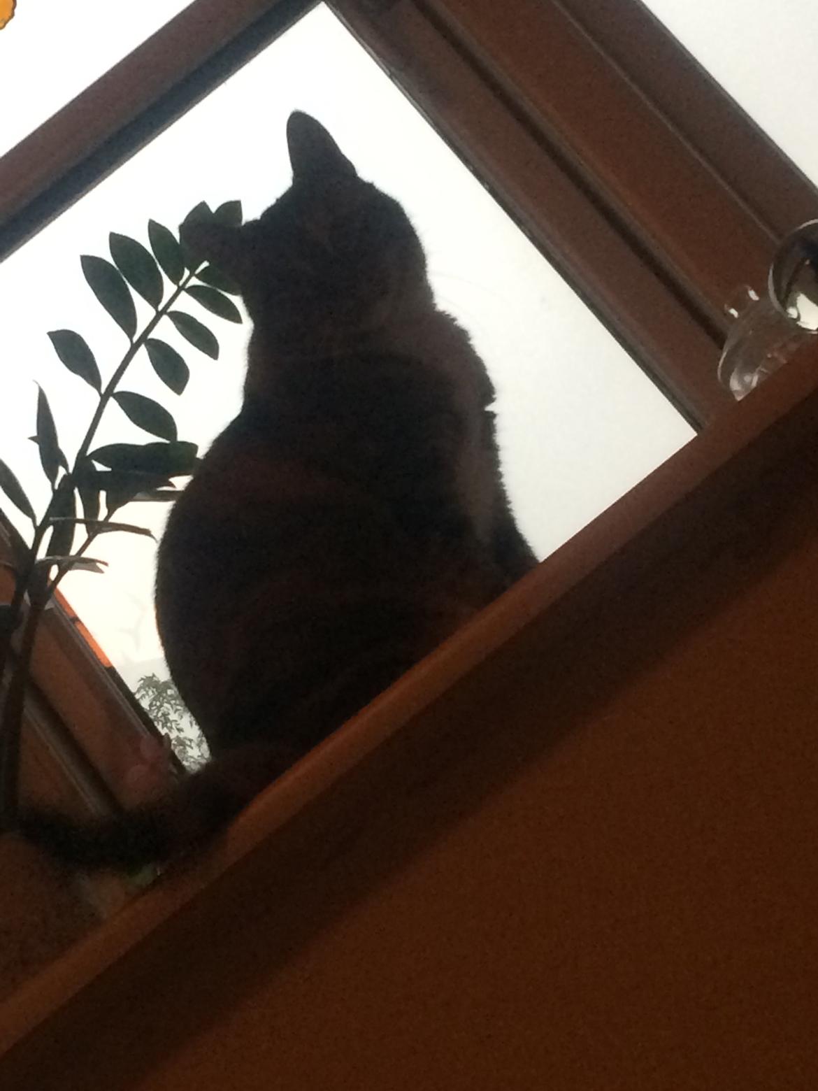 Huskat freja billede 24