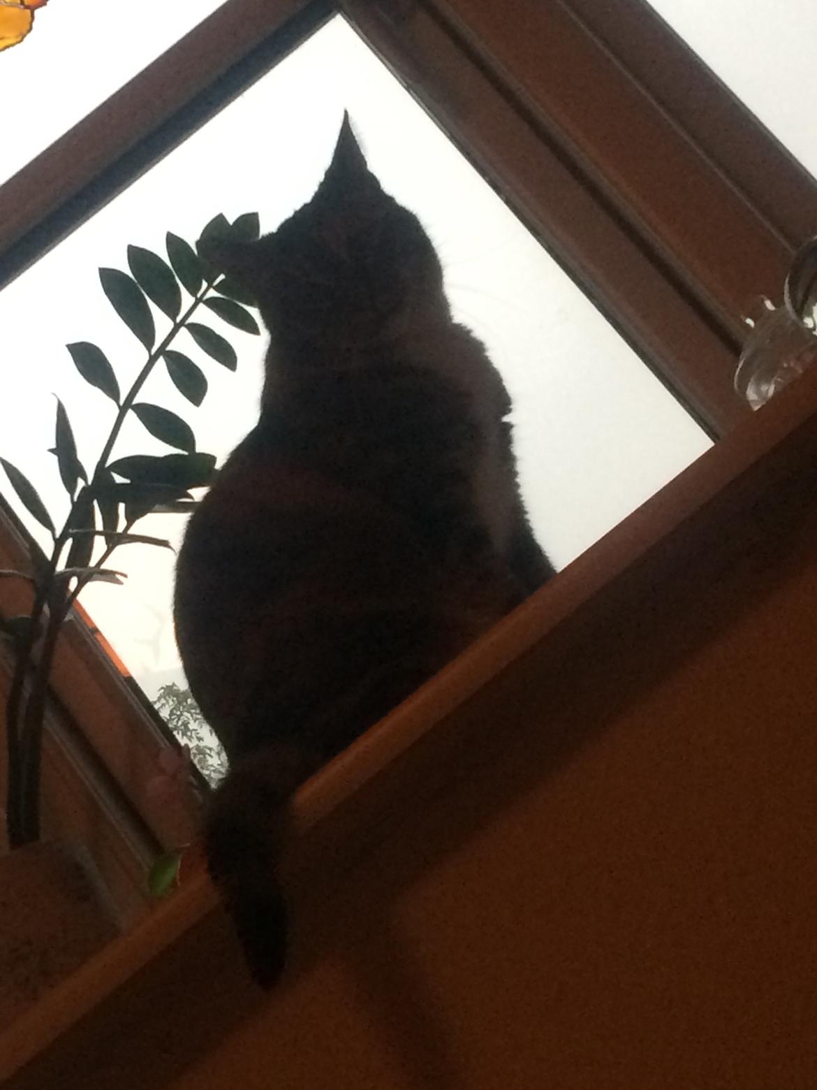 Huskat freja billede 25