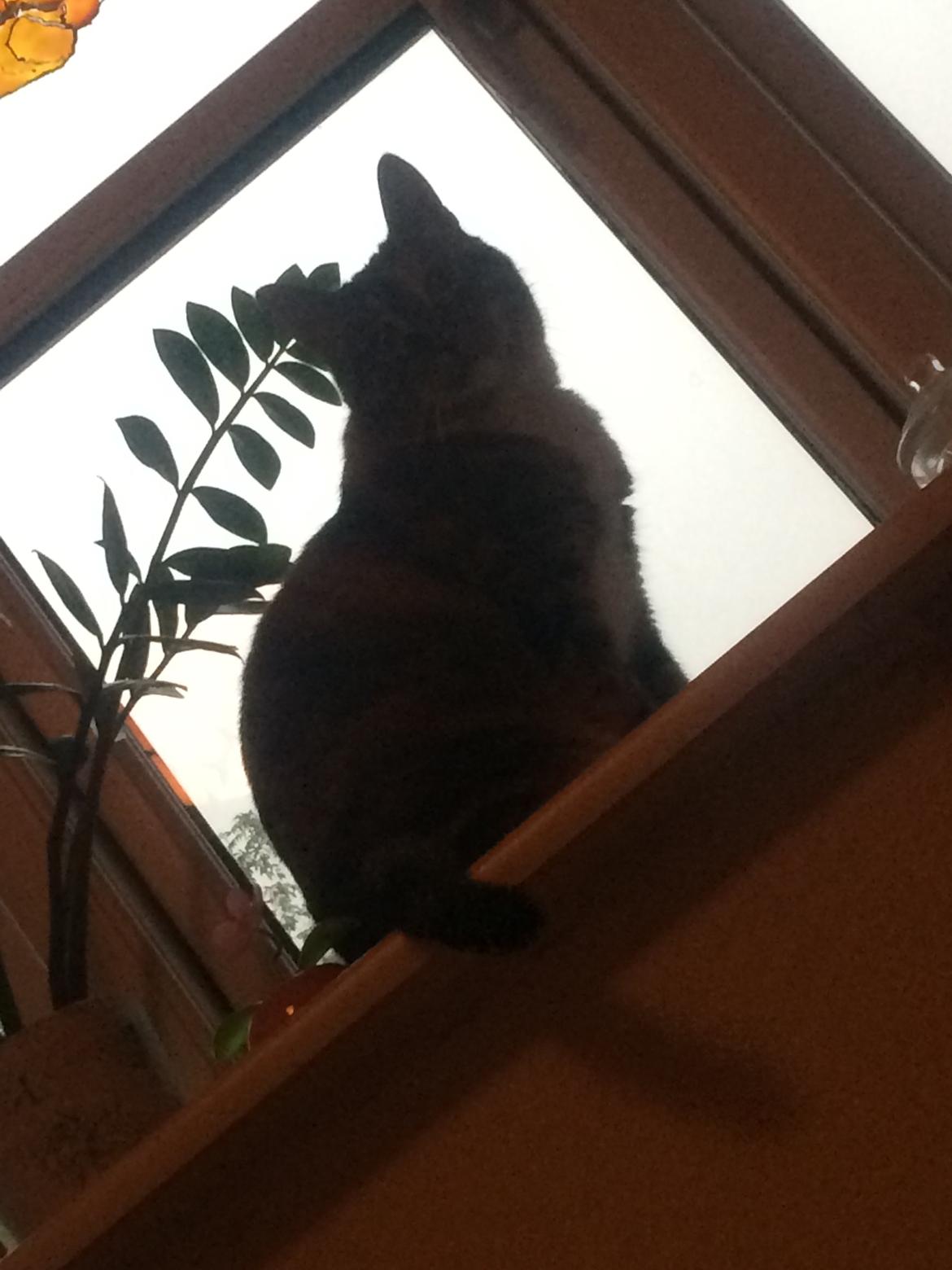 Huskat freja billede 26