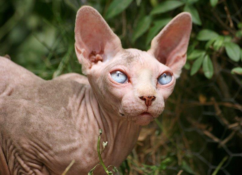 Sphynx Magnus Anat Her*PL - "Gustav" billede 9