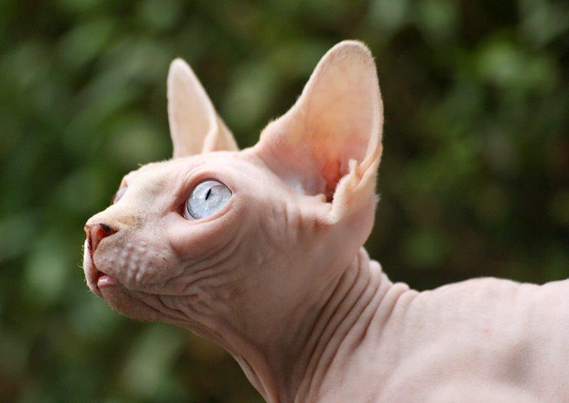 Sphynx Magnus Anat Her*PL - "Gustav" billede 6