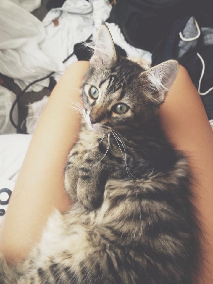 Blanding af racer | Mosevangens Charlie billede 4