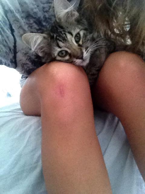 Blanding af racer | Mosevangens Charlie billede 6