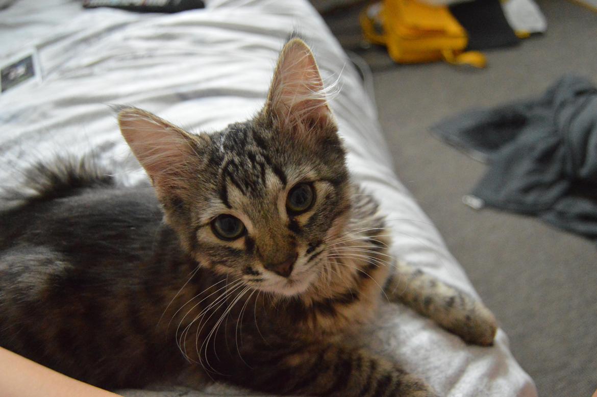 Blanding af racer | Mosevangens Charlie billede 8