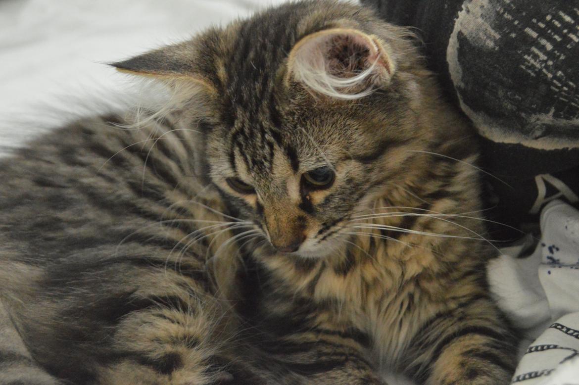 Blanding af racer | Mosevangens Charlie billede 10