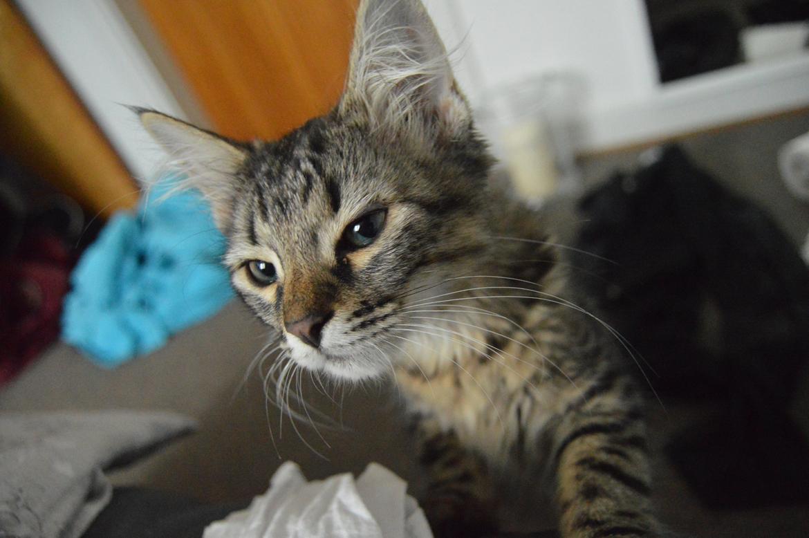 Blanding af racer | Mosevangens Charlie billede 9