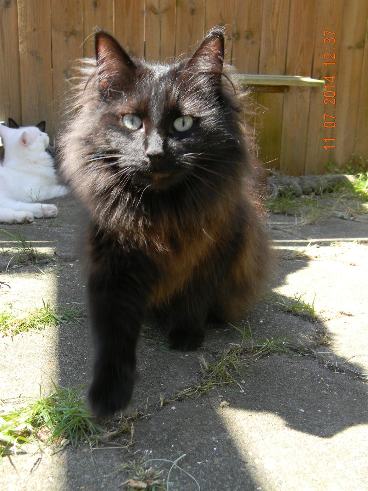 Norsk Skovkat CH DK Nobel-dream´s A Jump billede 19