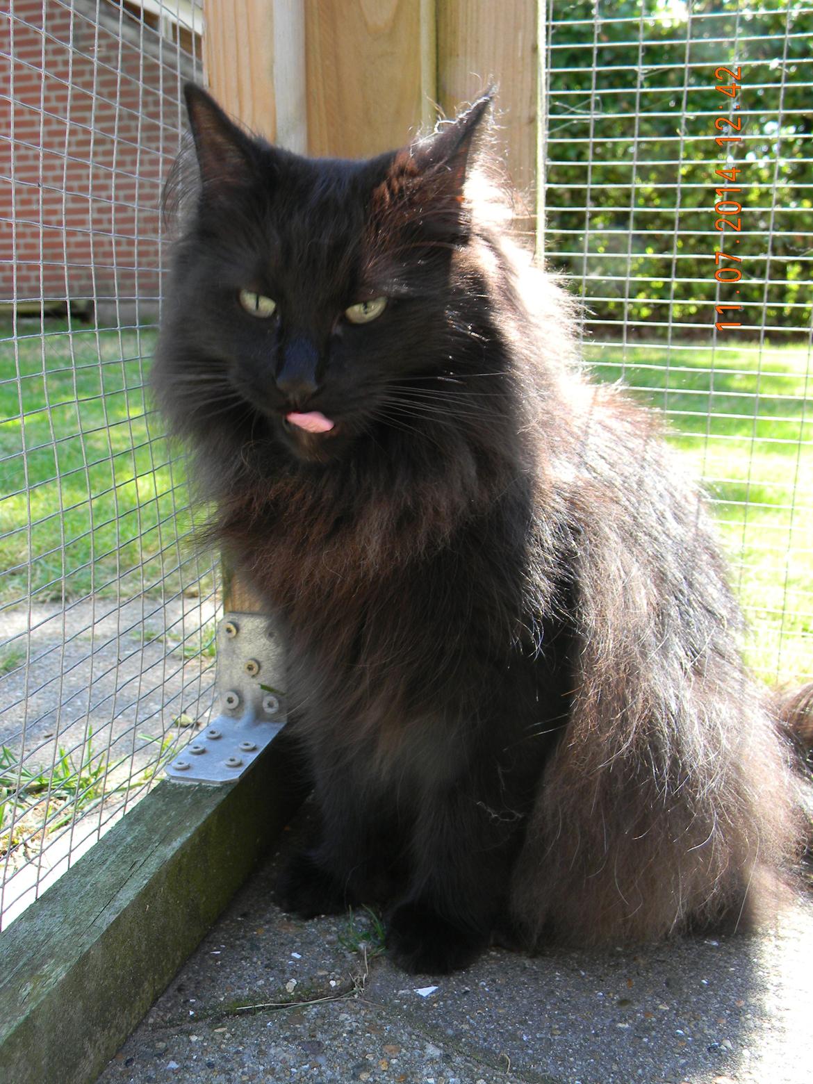 Norsk Skovkat CH DK Nobel-dream´s A Jump billede 35