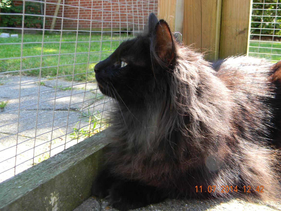 Norsk Skovkat CH DK Nobel-dream´s A Jump billede 15