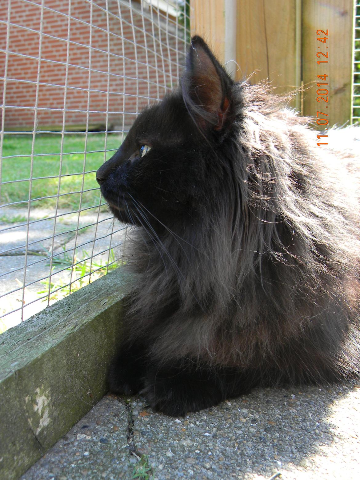 Norsk Skovkat CH DK Nobel-dream´s A Jump billede 4