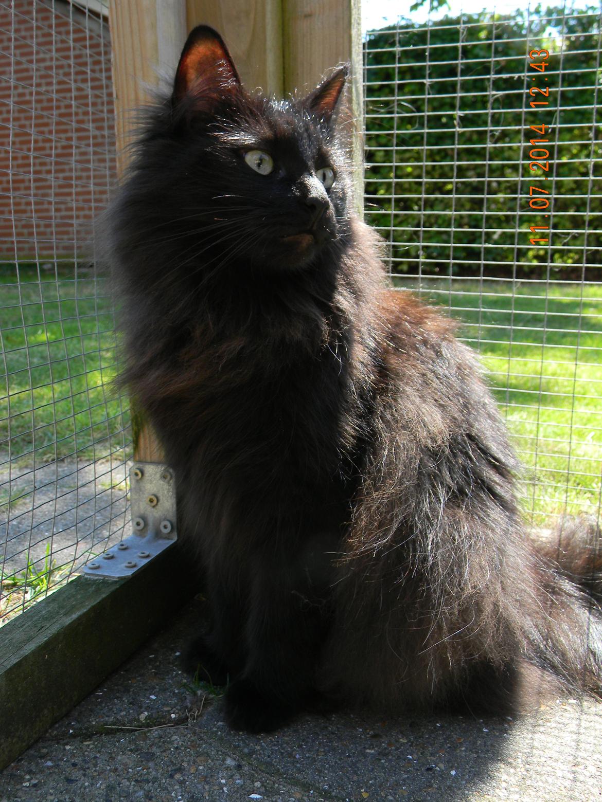 Norsk Skovkat CH DK Nobel-dream´s A Jump billede 21