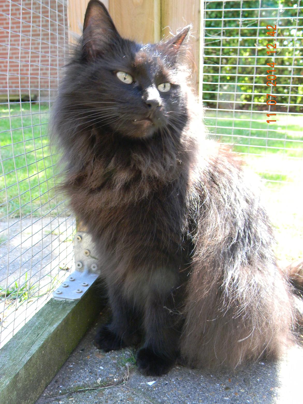 Norsk Skovkat CH DK Nobel-dream´s A Jump billede 6