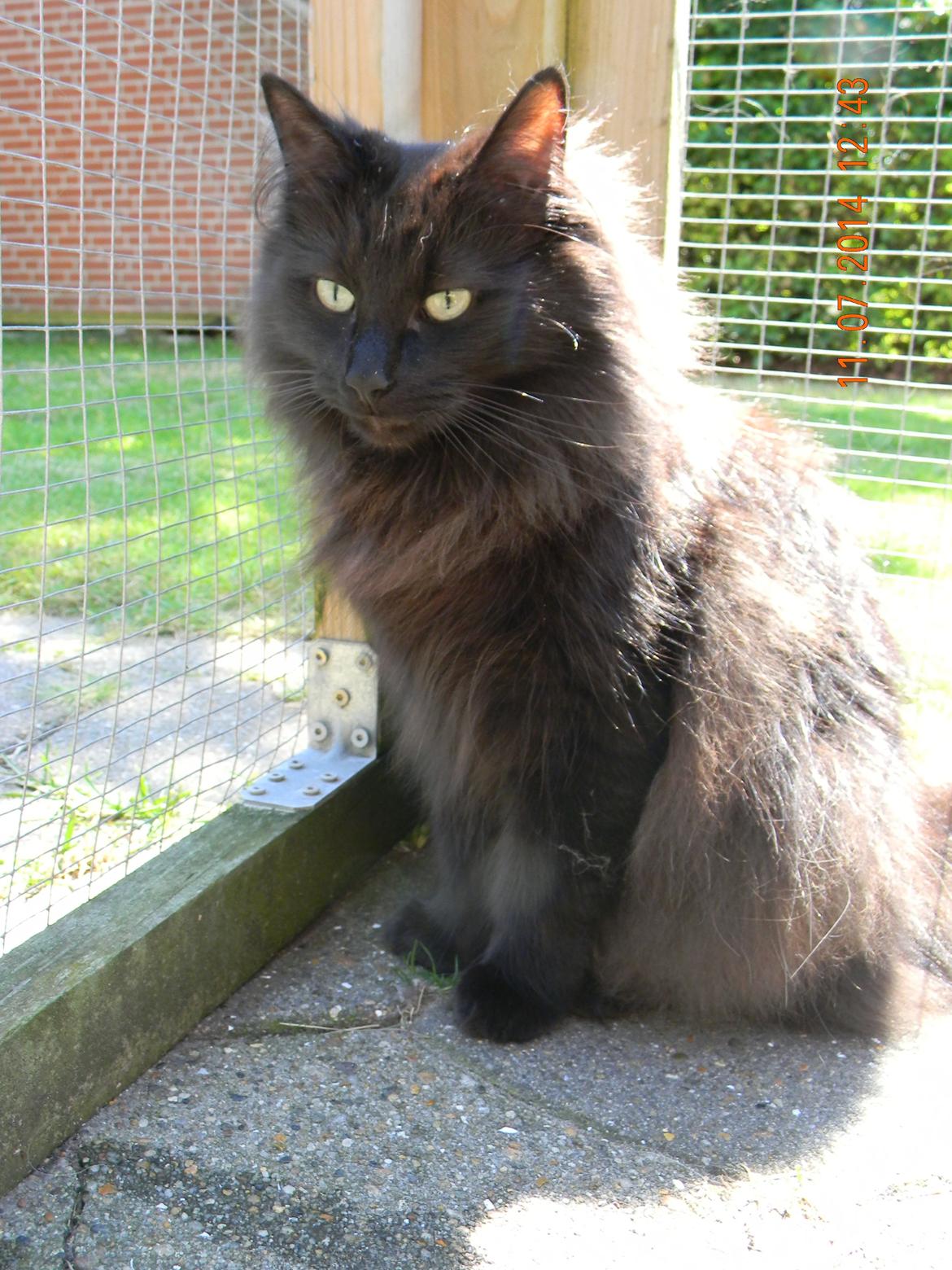 Norsk Skovkat CH DK Nobel-dream´s A Jump billede 2