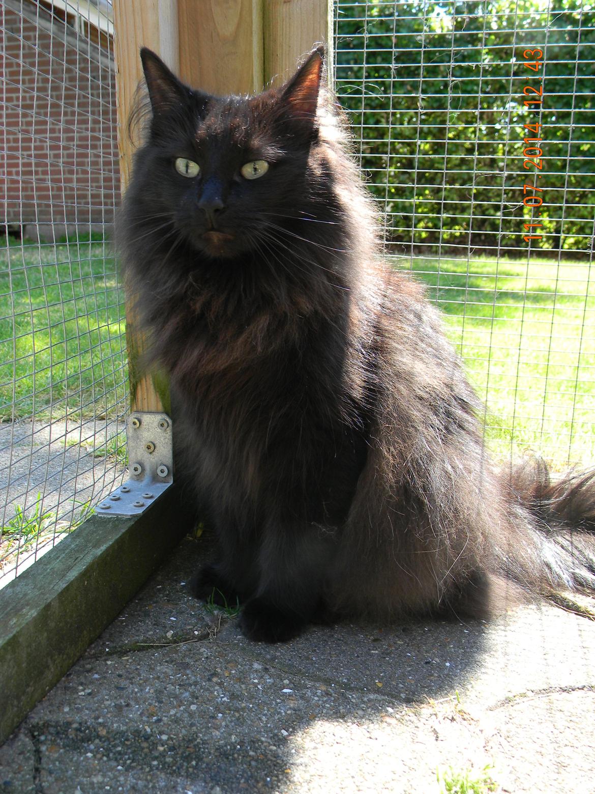 Norsk Skovkat CH DK Nobel-dream´s A Jump billede 1