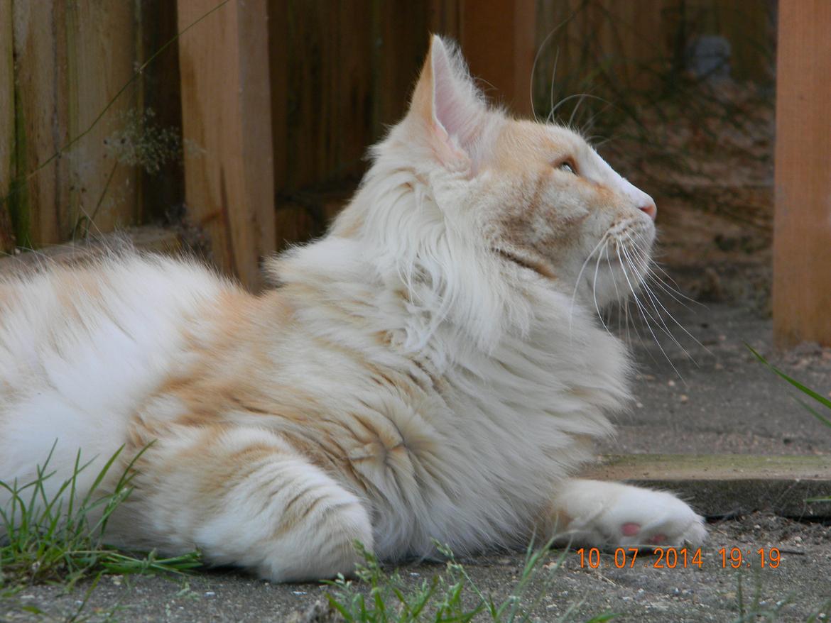 Norsk Skovkat CH Prinz Tjorven of Stellenbosch*D billede 37