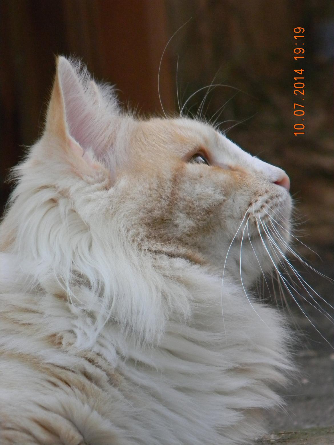 Norsk Skovkat CH Prinz Tjorven of Stellenbosch*D billede 3