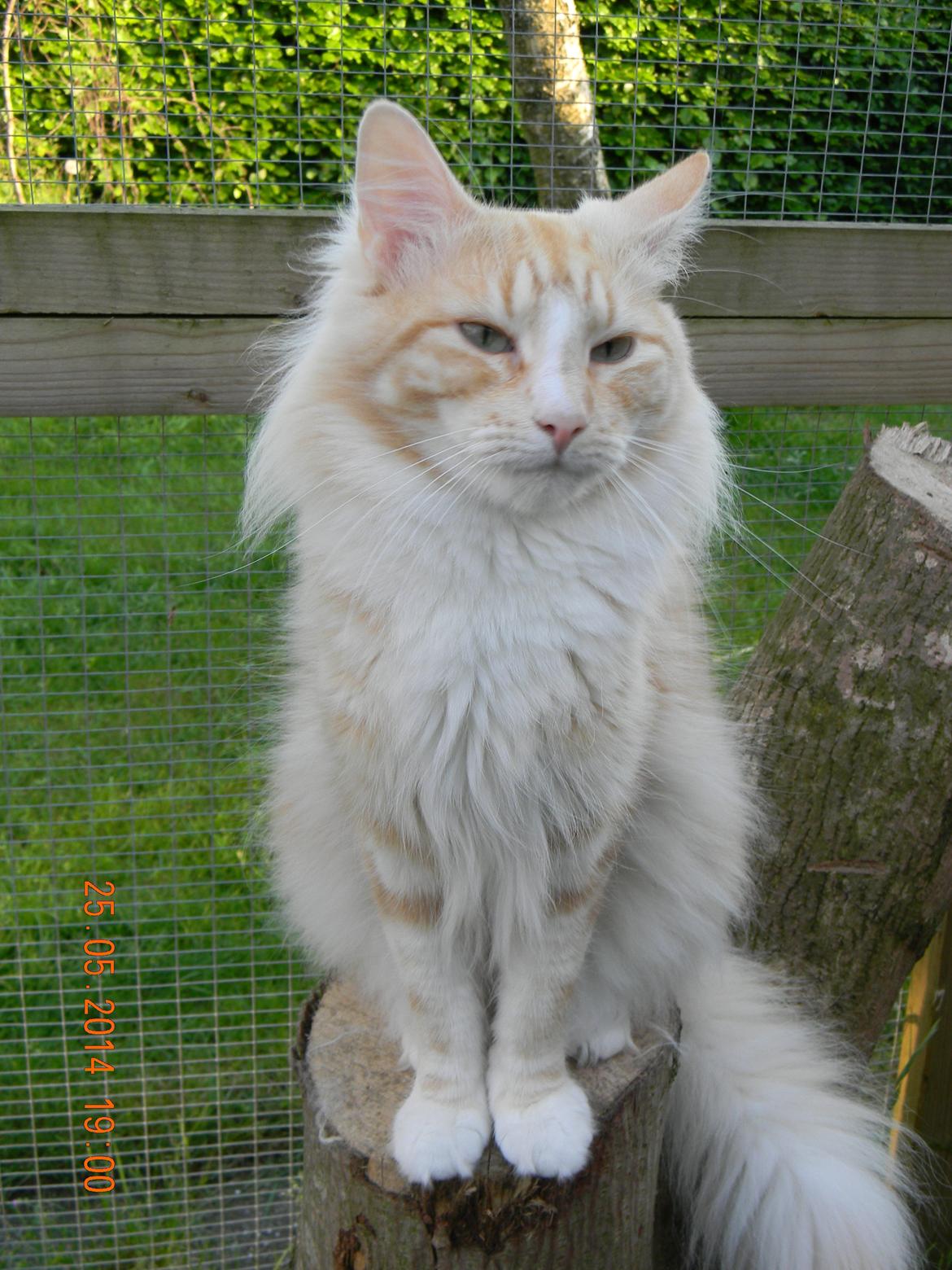 Norsk Skovkat CH Prinz Tjorven of Stellenbosch*D billede 23