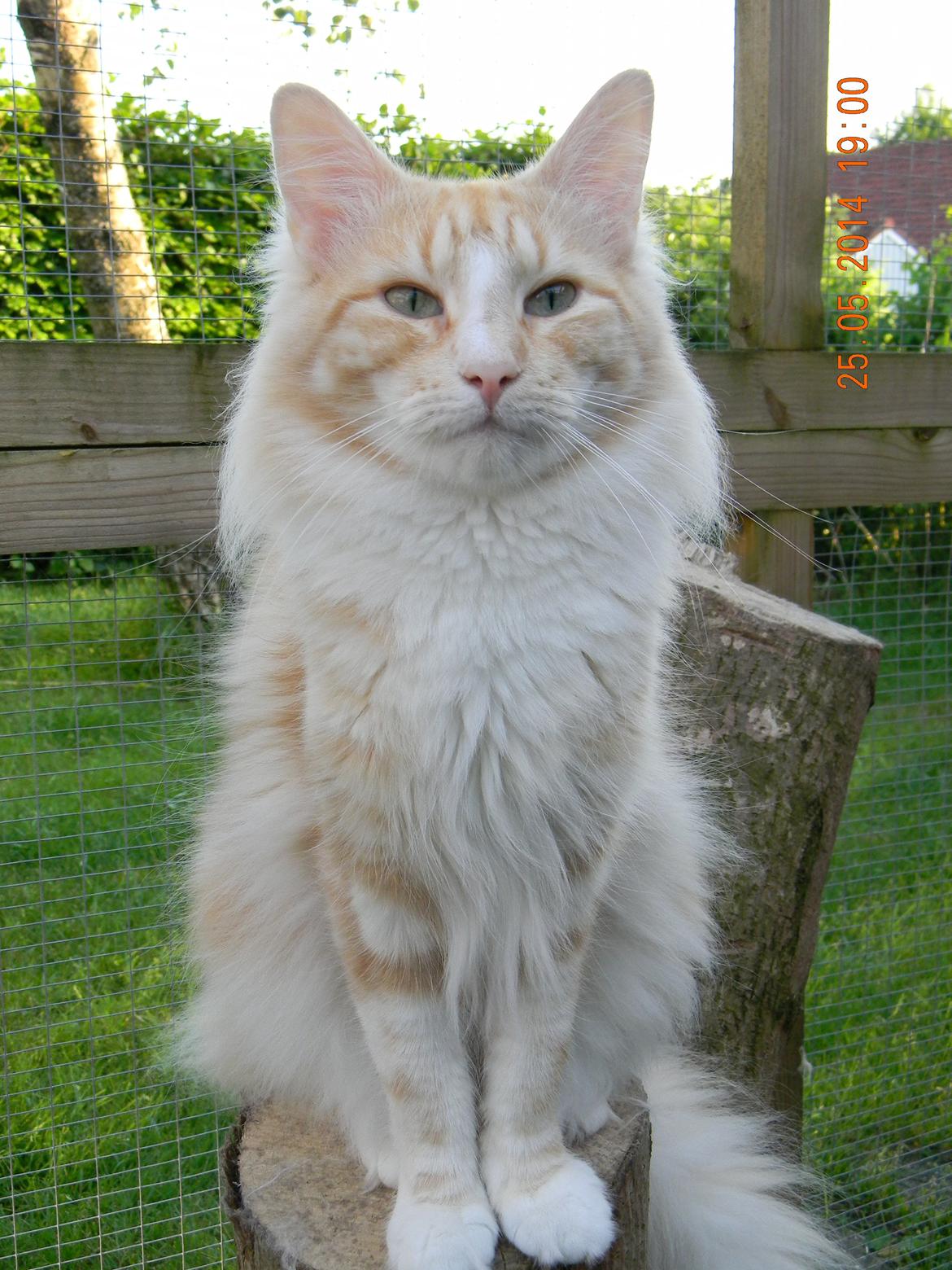 Norsk Skovkat CH Prinz Tjorven of Stellenbosch*D billede 4