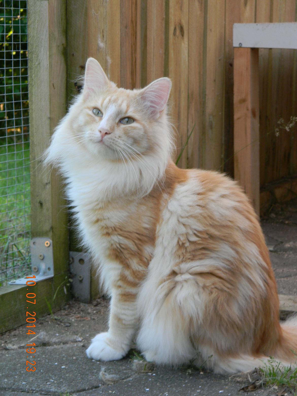 Norsk Skovkat CH Prinz Tjorven of Stellenbosch*D billede 2