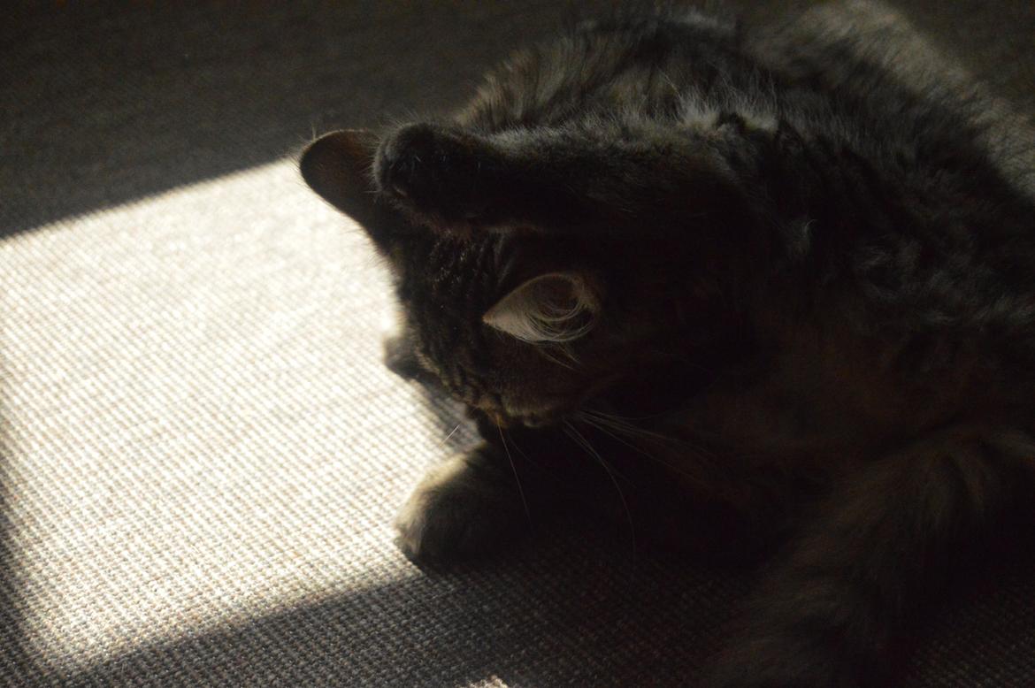 Blanding af racer | Mosevangens Charlie billede 11