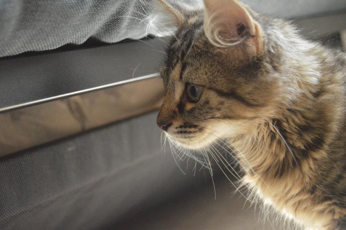 Blanding af racer | Mosevangens Charlie billede 12