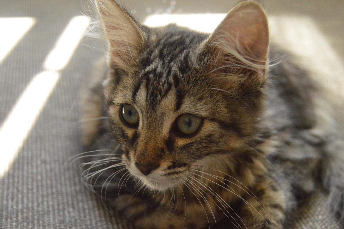 Blanding af racer | Mosevangens Charlie billede 13