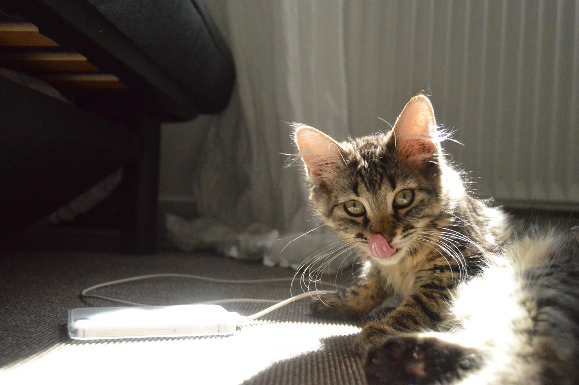 Blanding af racer | Mosevangens Charlie billede 14