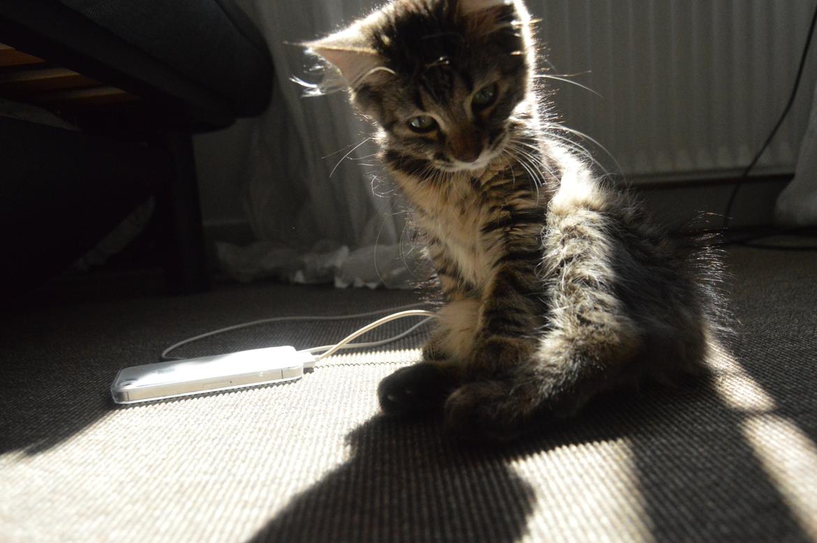 Blanding af racer | Mosevangens Charlie billede 15