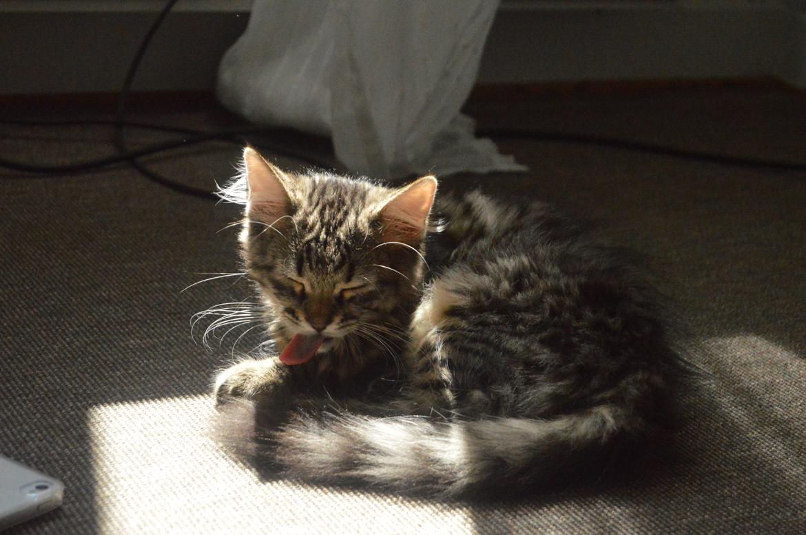 Blanding af racer | Mosevangens Charlie billede 16