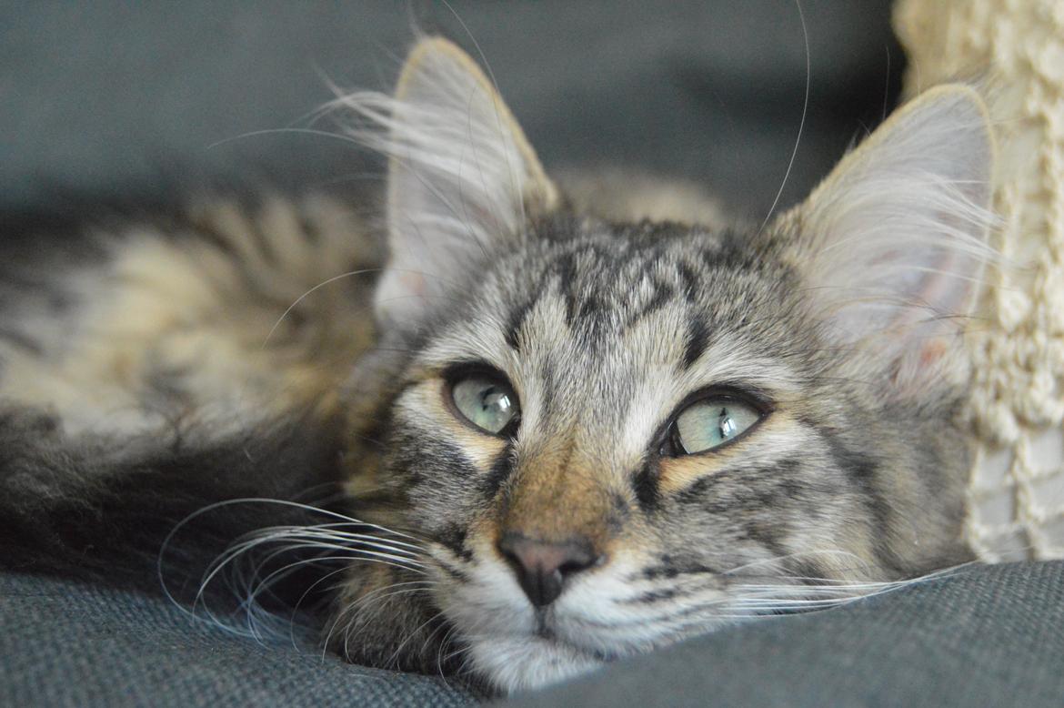 Blanding af racer | Mosevangens Charlie billede 17