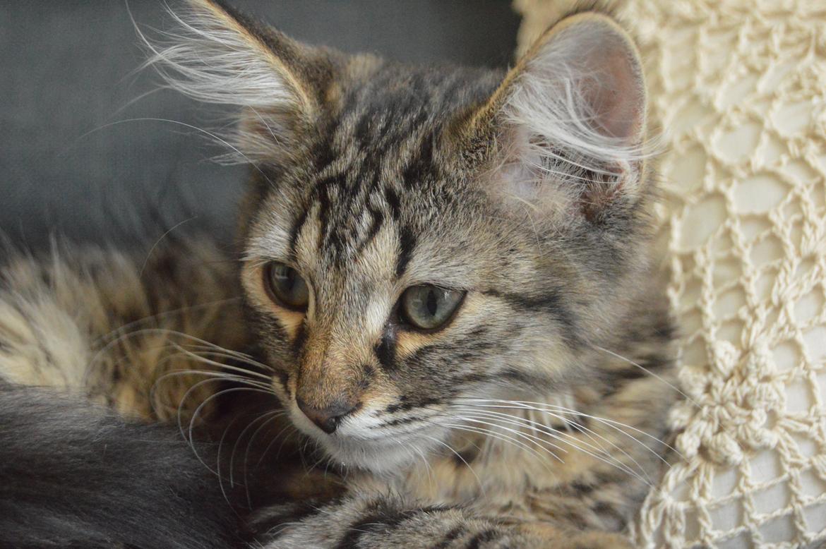 Blanding af racer | Mosevangens Charlie billede 18