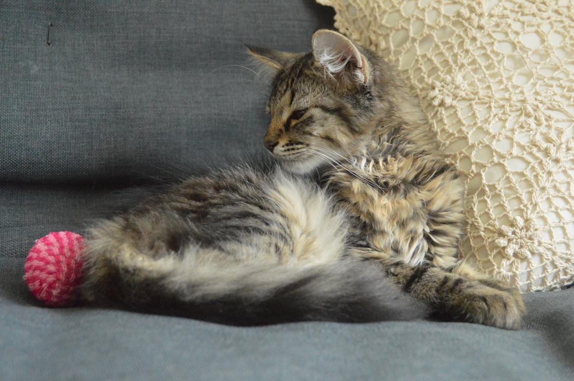 Blanding af racer | Mosevangens Charlie billede 2