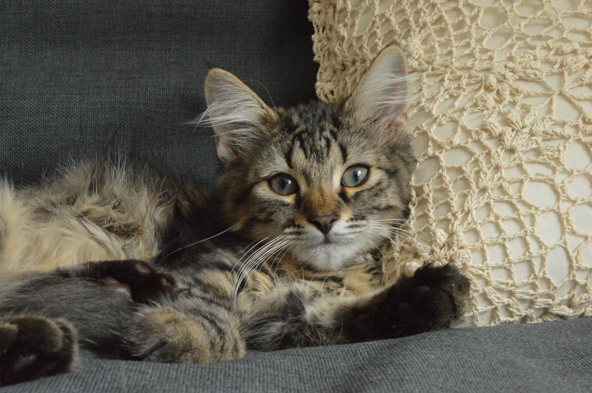 Blanding af racer | Mosevangens Charlie billede 19