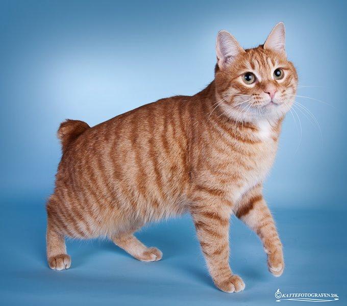 Kurilean Bobtail SP. SC. DK JeaTri´s Feinwerkbau 2700, DSM billede 8