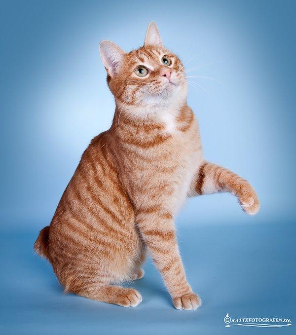 Kurilean Bobtail SP. SC. DK JeaTri´s Feinwerkbau 2700, DSM billede 10