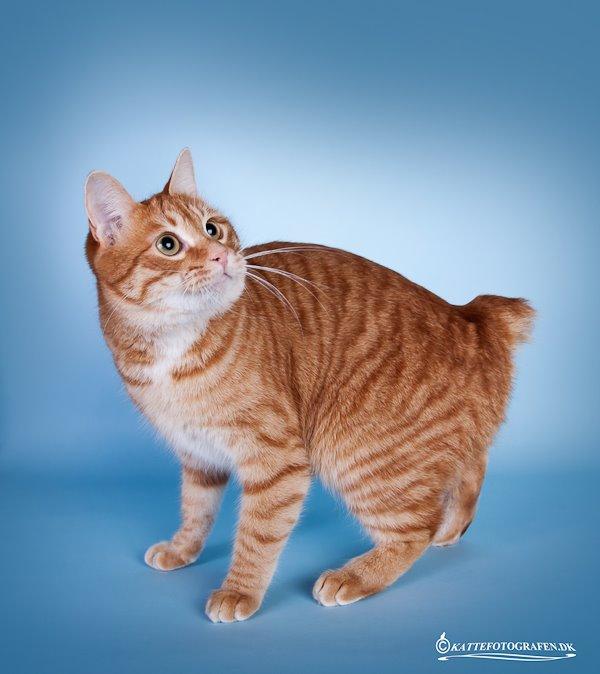 Kurilean Bobtail SP. SC. DK JeaTri´s Feinwerkbau 2700, DSM billede 9