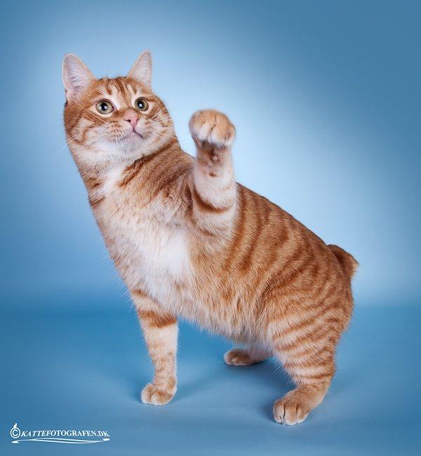 Kurilean Bobtail SP. SC. DK JeaTri´s Feinwerkbau 2700, DSM billede 7