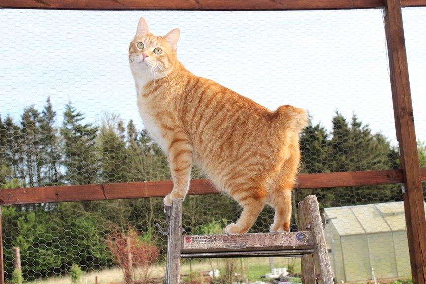 Kurilean Bobtail SP. SC. DK JeaTri´s Feinwerkbau 2700, DSM billede 12
