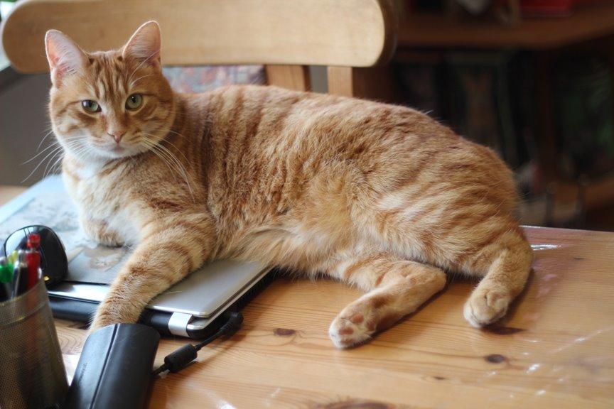 Kurilean Bobtail SP. SC. DK JeaTri´s Feinwerkbau 2700, DSM billede 14