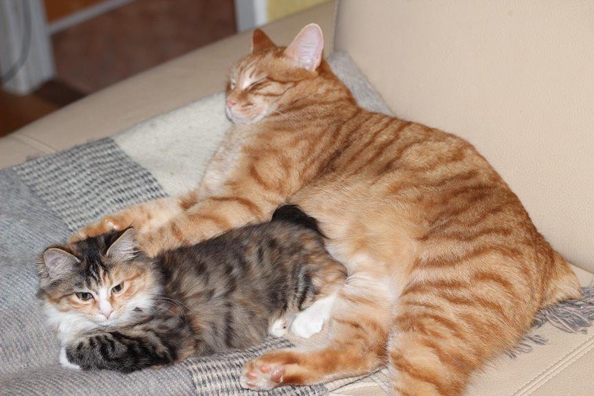 Kurilean Bobtail SP. SC. DK JeaTri´s Feinwerkbau 2700, DSM billede 13