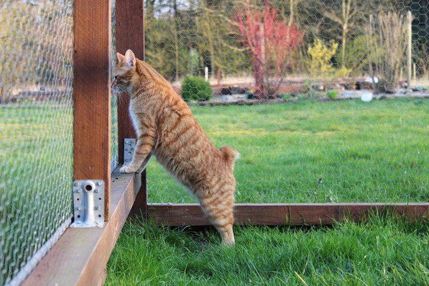 Kurilean Bobtail SP. SC. DK JeaTri´s Feinwerkbau 2700, DSM billede 18