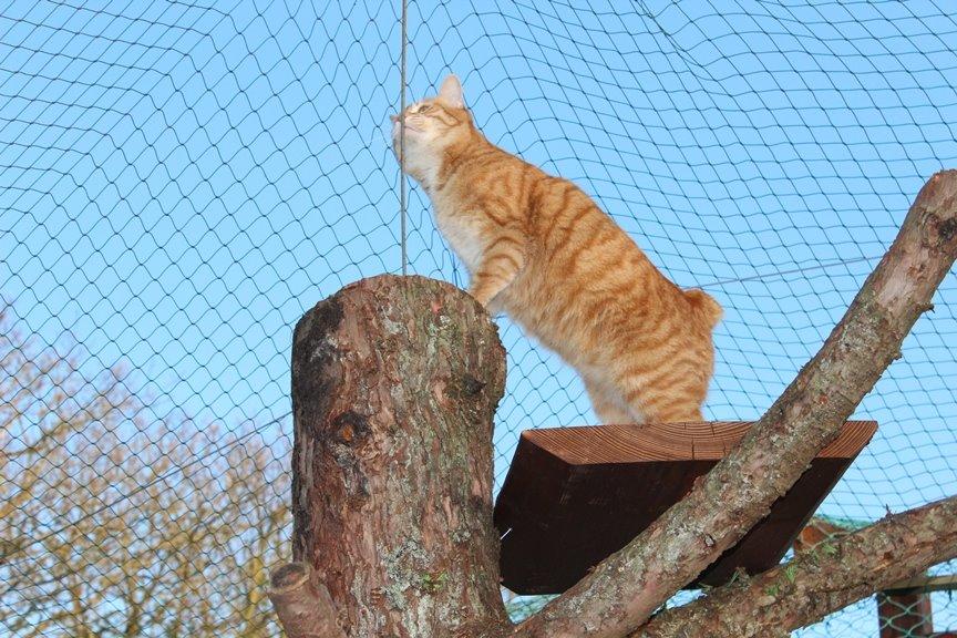 Kurilean Bobtail SP. SC. DK JeaTri´s Feinwerkbau 2700, DSM billede 21