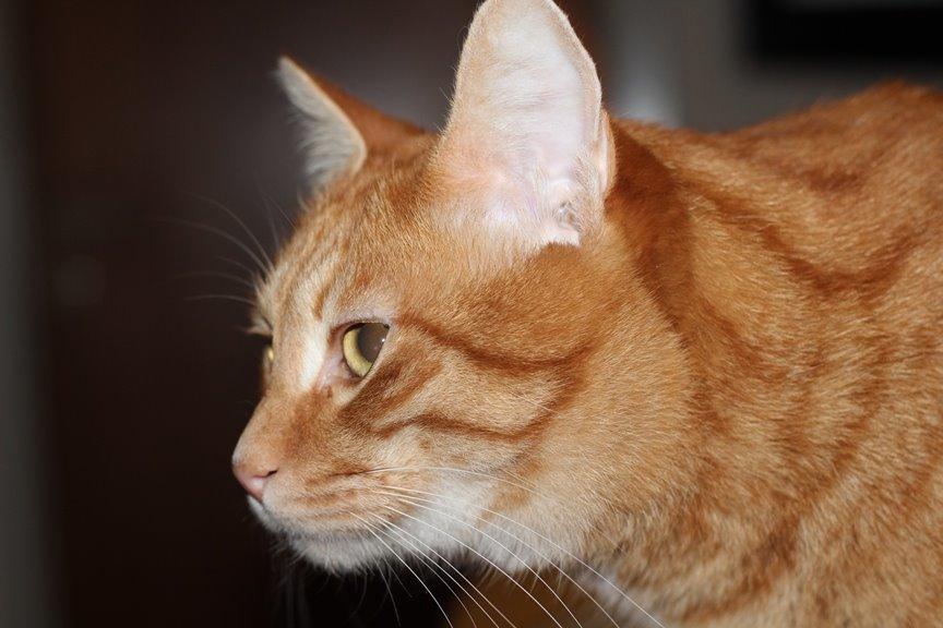 Kurilean Bobtail SP. SC. DK JeaTri´s Feinwerkbau 2700, DSM billede 16