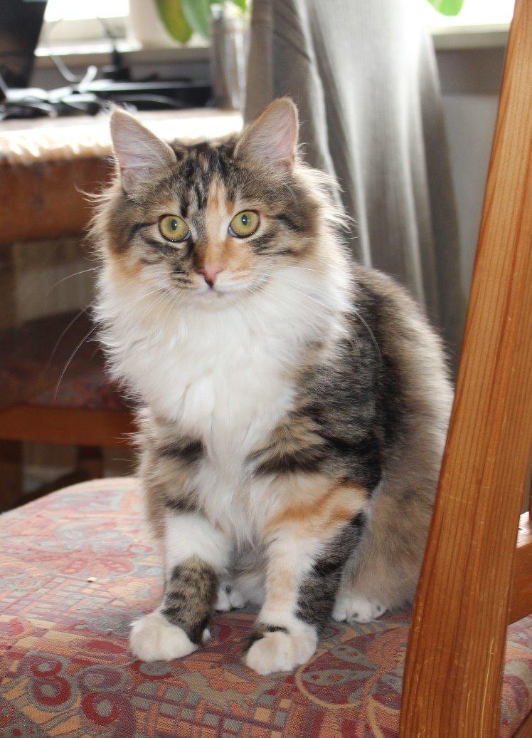 Kurilean Bobtail GIC. DK Klokmose´s Slush Ice billede 8